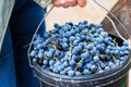 Defocus woman holding bucket of blue grape. Red wine grapes on vine in vineyard, close-up. Winemaker Harvesting Grapes Royalty Free Stock Photo