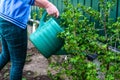 Defocus women gardening, watering plants, strawberries on beds from a green watering can. Unrecognisable woman watering current