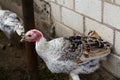 Defocus young female turkey on village courtyard standing near white brick wall. Turkey birds in a rural scene