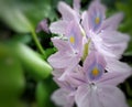 Defocuse abstract background of Water hyacinth plant Royalty Free Stock Photo