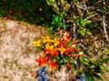 Defocused abstract background of asoka flower