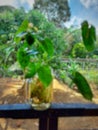 Beautiful plant in a glass bottle