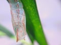 defocused abstract background of cocooned caterpillar attached to a green leaf