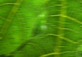 Defocused abstract background of details of the texture of papaya leaves Royalty Free Stock Photo