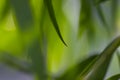 Defocused abstract background of green bamboo leaves, computer background Royalty Free Stock Photo