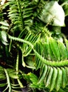 Defocused abstract background of green leaves