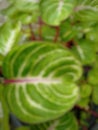 Defocused abstract background of green and pinkleaves Royalty Free Stock Photo