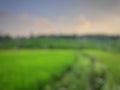 Defocused abstract background of green rice fields and blue sky Royalty Free Stock Photo