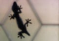 Defocused abstract background of the silhouette of a gecko behind a glass window