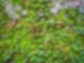 Defocused abstract background of some bright greenery growing on a wall.