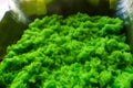 Defocused abstract background of Tape Ketan, a traditional fermented preparation of sticky rice from Indonesia