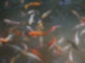 defocused abstract background of variety of fish