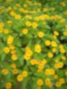 Defocused abstract background of yellow flowers very much