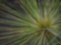 Defocused Abstract of plant