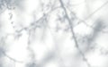 Blurred shadows of trees on white background