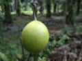 Defocused abstrak background of fruit in the forest.