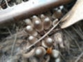 Defocused abstrak background of mushroom in the palm forest.