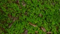 Defocused abstrak background of under the Indonesian forests