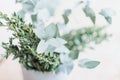 defocused aromatic eucalyptus and boxwood plant. Greeting card or invitation concept. hello springtime wallpaper. fresh aromatic