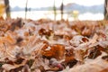 Defocused autumn background with oak leaves. Beautiful autumn landscape. Motion blur, selective focus