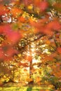 Defocused autumn background, tree, sun in the forest