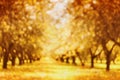 Defocused autumn park or garden for bokeh background. Blurred alley trunk of trees. Autumnal parkland. Royalty Free Stock Photo