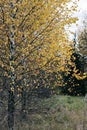 Defocused autumn trees in blurred background. Close up