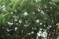 Defocused background of Beautiful view of leaves and twigs of wild trees and plants in the Thai rainforest in thailand and india