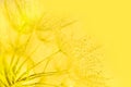 Defocused background of dandelion seeds in water drops on a yellow beautiful background in nature macro Royalty Free Stock Photo