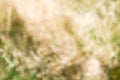 Defocused background with grass theme