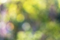 Defocused background of green trees. Blured bokeh. Royalty Free Stock Photo