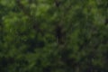 Defocused background of Heavy rain pouring shower, thunderstorm in summer. Green trees on background. Windy rainy