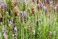 Defocused background of lavender blooms with violet and green colors Royalty Free Stock Photo