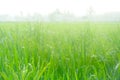 Defocused background of rice fields with green paddy in the morning with dew. Royalty Free Stock Photo