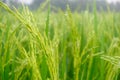 Nature Background of rice fields with green paddy in the morning with dew. Royalty Free Stock Photo
