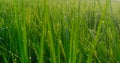 Nature Background of rice fields with green paddy in the morning with dew. Royalty Free Stock Photo