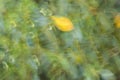 Blurred green bush with flowers