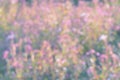 Defocused background of small pink flowers