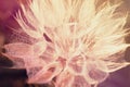 Defocused beautiful mystical floral background. Tragopogon dubius. Giant dandelion close-up. Beautiful air flower. Selective focus Royalty Free Stock Photo