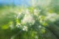 Defocused beautiful spring blossoming plum tree