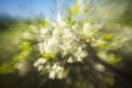 Defocused beautiful spring blossoming plum tree