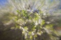 Defocused beautiful spring blossoming plum tree