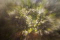 Defocused beautiful spring blossoming plum tree