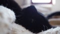 Defocused black cat sleeps, lying on his back, closing eyes. Nursling lazily rests on beige-brown woolen blanket at home
