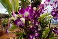 Defocused blossom purple orchid on the plant