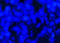 Defocused blue circle light background Royalty Free Stock Photo