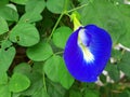 Defocused blur blossom flower of Asian pigeonwings, Blue pea, Butterfly pea, Clitoria ternatea and green leaves background