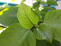 Green leaves of Mitragynine, Mitragyna speciosa, Kratom