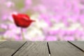 Defocused and blur image of terrace wood and rose Flower Royalty Free Stock Photo