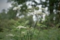 Defocused blurred background with Queen Anne's Lace